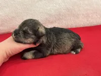 Gypsy Female 3, a female Miniature Schnauzer for sale in Pageland, SC – Photo 4 of 4