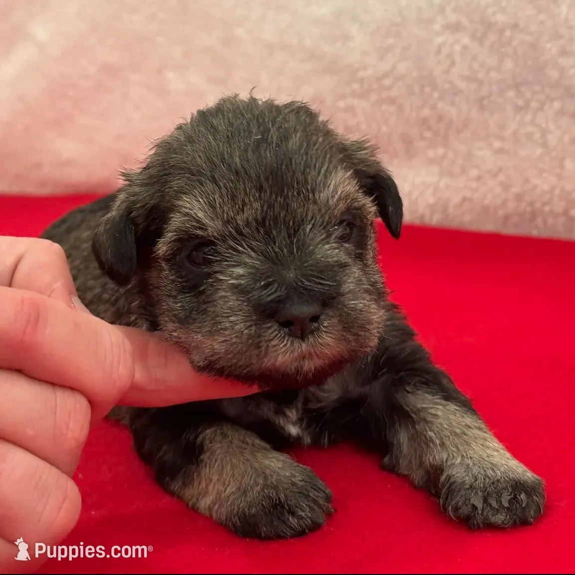 Gypsy Female 3, a female Miniature Schnauzer for sale in Pageland, SC – Photo 2 of 4