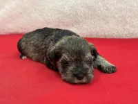 Gypsy Female 3, a female Miniature Schnauzer for sale in Pageland, SC – Photo 3 of 4