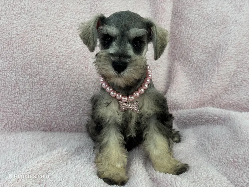 Josie Female 4 – Miniature Schnauzer puppy for sale in Pageland, SC
