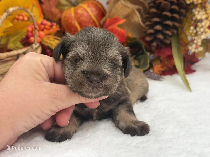 Lexie Female 1 AKC Registered Light Liver & Tan  – Miniature Schnauzer puppy for sale in Pageland, SC