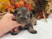 Lexie Female 1 AKC Registered Light Liver & Tan , a male Miniature Schnauzer for sale in Pageland, SC – 1 of 4