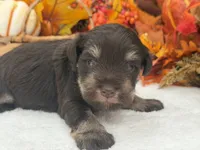 Lexie Male 1 AKC Registered Liver & Tan, a male Miniature Schnauzer for sale in Pageland, SC – 3 of 4
