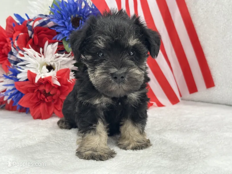 Mae Male 3 AKC – Miniature Schnauzer puppy for sale in Pageland, SC