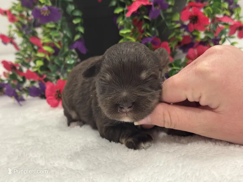 Miracle Male 1 AKC – Miniature Schnauzer puppy for sale in Pageland, SC