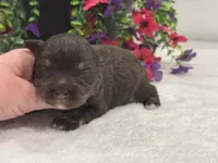 Miracle Male 1 AKC, a male Miniature Schnauzer for sale in Pageland, SC – 2 of 4