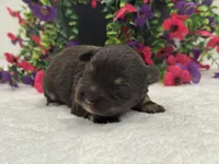 Miracle Male 1 AKC, a male Miniature Schnauzer for sale in Pageland, SC – 4 of 4
