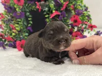 Miracle Male 1 AKC, a male Miniature Schnauzer for sale in Pageland, SC – 3 of 4