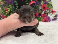 Miracle Male 2 AKC, a male Miniature Schnauzer for sale in Pageland, SC – 3 of 4
