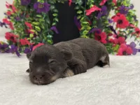 Miracle Male 2 AKC, a male Miniature Schnauzer for sale in Pageland, SC – 2 of 4