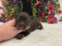 Miracle Male 2 AKC, a male Miniature Schnauzer for sale in Pageland, SC – 1 of 4