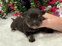 Miracle Male 2 AKC, a male Miniature Schnauzer for sale in Pageland, SC – 4 of 4