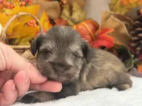 Lexie Female 1 AKC Registered Light Liver & Tan , a male Miniature Schnauzer for sale in Pageland, SC – 2 of 4