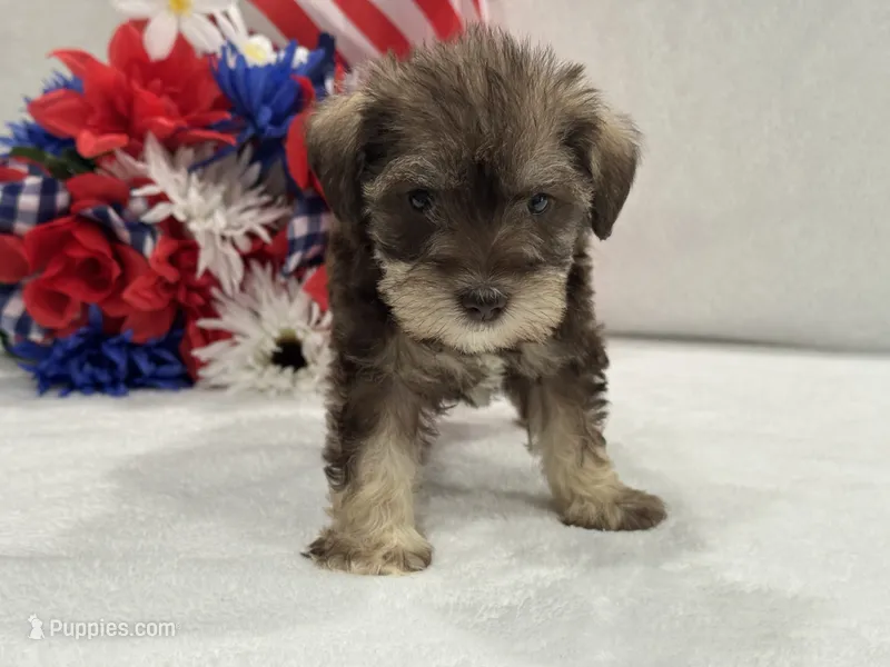 Josie Female 1 liver & tan – Miniature Schnauzer puppy for sale in Pageland, SC