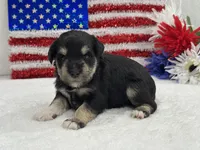 Marsha Male 2, a male Miniature Schnauzer for sale in Pageland, SC – 3 of 3