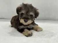 Sugar Pie Male 1 AKC Mega Coat Liver & Tan, a male Miniature Schnauzer for sale in Pageland, SC – 1 of 4