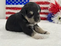 Marsha Male 2, a male Miniature Schnauzer for sale in Pageland, SC – 2 of 3