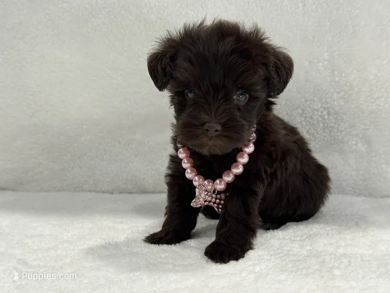 Sugar Pie Female 2 AKC Mega Coat Liver – Miniature Schnauzer puppy for sale in Pageland, SC
