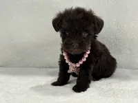 Sugar Pie Female 2 AKC Mega Coat Liver, a male Miniature Schnauzer for sale in Pageland, SC – 1 of 4