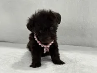 Sugar Pie Female 2 AKC Mega Coat Liver, a male Miniature Schnauzer for sale in Pageland, SC – 3 of 4