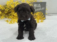 Nova Male 1 liver color, a male Miniature Schnauzer for sale in Pageland, SC – Photo 1 of 3