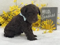 Nova Male 1 liver color, a male Miniature Schnauzer for sale in Pageland, SC – Photo 3 of 3