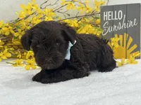 Nova Male 1 liver color, a male Miniature Schnauzer for sale in Pageland, SC – Photo 2 of 3