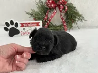 Piper Male 3, a male Miniature Schnauzer for sale in Pageland, SC – Photo 3 of 5