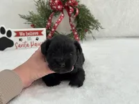 Piper Male 3, a male Miniature Schnauzer for sale in Pageland, SC – Photo 1 of 5