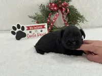 Piper Male 3, a male Miniature Schnauzer for sale in Pageland, SC – Photo 5 of 5