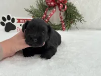 Piper Male 3, a male Miniature Schnauzer for sale in Pageland, SC – Photo 4 of 5