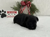 Piper Male 3, a male Miniature Schnauzer for sale in Pageland, SC – Photo 2 of 5