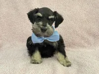 Mae Male 3 AKC, a male Miniature Schnauzer for sale in Pageland, SC – 2 of 4