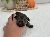 Josie Female 2, a female Miniature Schnauzer for sale in Pageland, SC – Photo 3 of 4