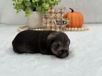 Josie Female 2, a female Miniature Schnauzer for sale in Pageland, SC – Photo 2 of 4