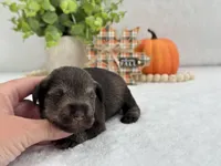 Josie Female 2, a female Miniature Schnauzer for sale in Pageland, SC – Photo 1 of 4