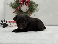 Sugarpie Male 1, a male Miniature Schnauzer for sale in Pageland, SC – Photo 3 of 3