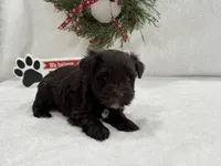 Sugarpie Male 1, a male Miniature Schnauzer for sale in Pageland, SC – Photo 1 of 3