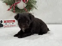 Sugarpie Male 1, a male Miniature Schnauzer for sale in Pageland, SC – Photo 2 of 3