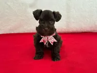 Fancy Female 5 AKC Mega Coat, a female Miniature Schnauzer for sale in Pageland, SC – Photo 1 of 3