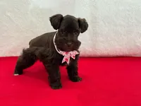 Fancy Female 5 AKC Mega Coat, a female Miniature Schnauzer for sale in Pageland, SC – Photo 2 of 3