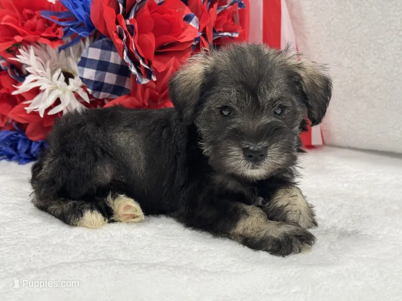 Josie Female 5 – Miniature Schnauzer puppy for sale in Pageland, SC