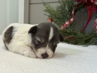 Alivia Female 1 AKC Mega Coat, a female Miniature Schnauzer for sale in Pageland, SC – Photo 5 of 5