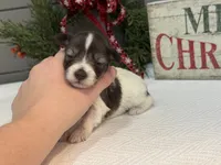 Alivia Female 1 AKC Mega Coat, a female Miniature Schnauzer for sale in Pageland, SC – Photo 4 of 5