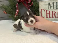 Alivia Female 1 AKC Mega Coat, a female Miniature Schnauzer for sale in Pageland, SC – Photo 2 of 5