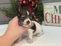 Alivia Female 1 AKC Mega Coat, a female Miniature Schnauzer for sale in Pageland, SC – Photo 3 of 5