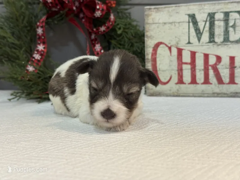 Alivia Female 1 AKC Mega Coat