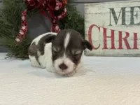 Alivia Female 1 AKC Mega Coat, a female Miniature Schnauzer for sale in Pageland, SC – Photo 1 of 5