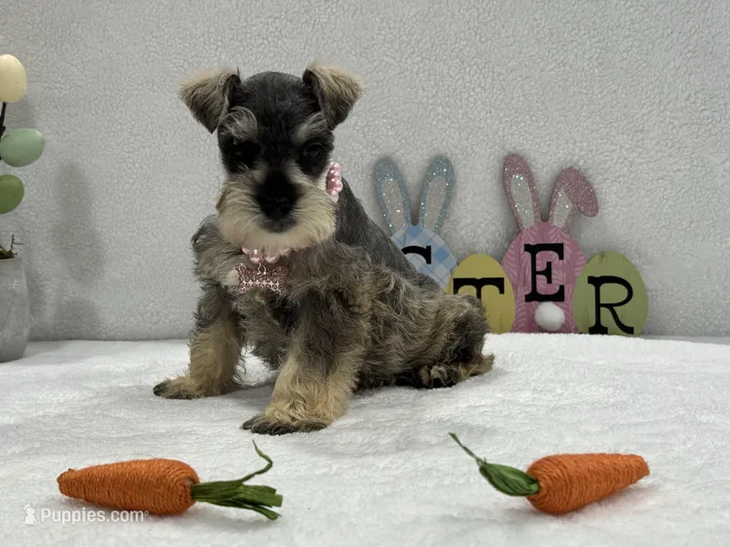 Gypsy Female 2 – Miniature Schnauzer puppy for sale in Pageland, SC