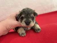Gypsy Female 2, a female Miniature Schnauzer for sale in Pageland, SC – Photo 3 of 4